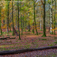 Buy canvas prints of Beautiful Autumn Forest Scenery  by Derek Daniel