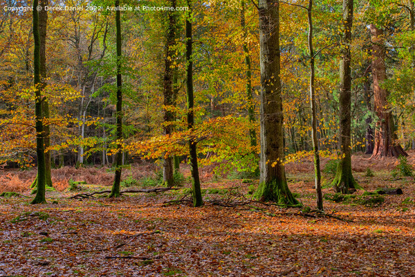 Wonderful Autumn Forest Scene Picture Board by Derek Daniel