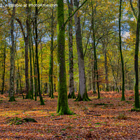 Buy canvas prints of Wonderful Autumn Forest Scene by Derek Daniel