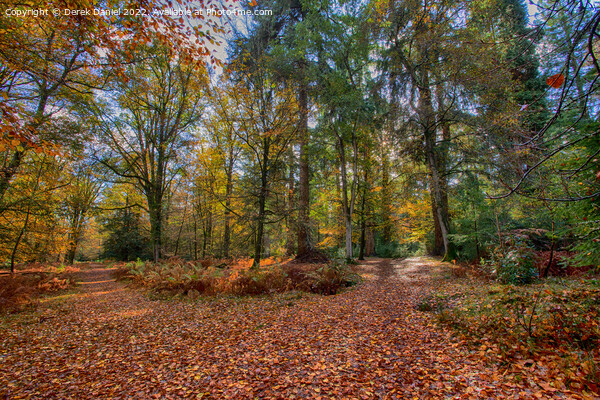 Autumn Forest Scene Picture Board by Derek Daniel