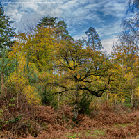 Buy canvas prints of Autumn in the forest by Derek Daniel