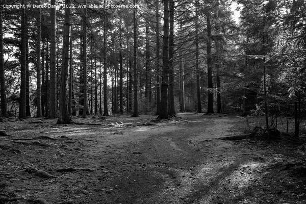 Enchanted Forest Path Picture Board by Derek Daniel