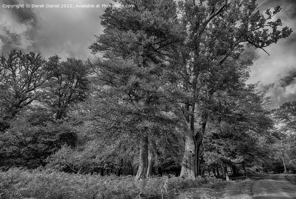 Autumns Enchanting Forest Walk Picture Board by Derek Daniel