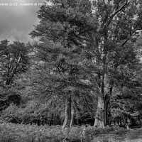 Buy canvas prints of Autumns Enchanting Forest Walk by Derek Daniel