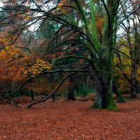 Buy canvas prints of Enchanting Autumn Woodland by Derek Daniel