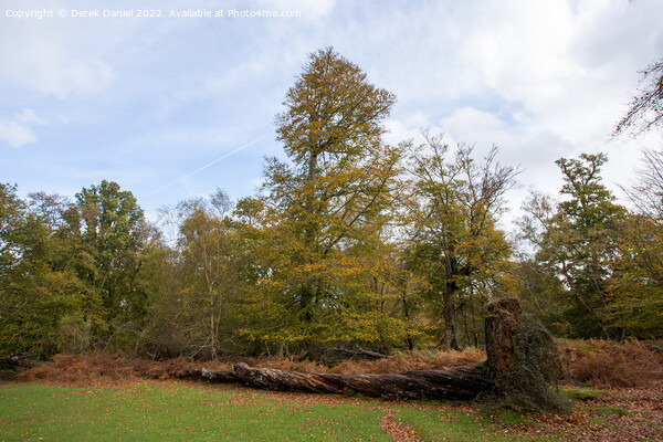 Enchanting Autumn Woodland Picture Board by Derek Daniel
