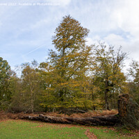 Buy canvas prints of Enchanting Autumn Woodland by Derek Daniel