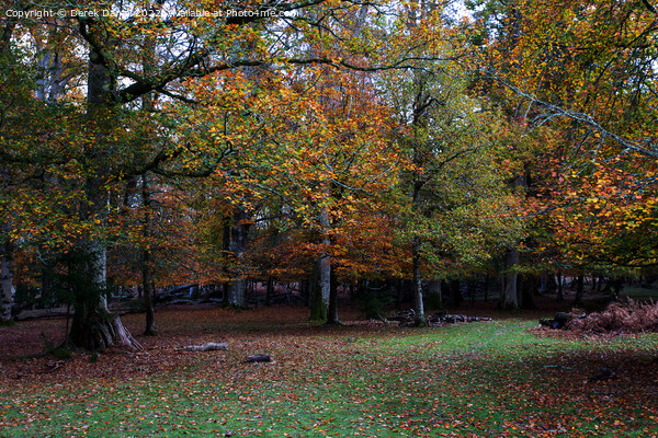 Vibrant Autumn Woods Picture Board by Derek Daniel
