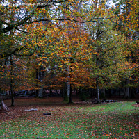 Buy canvas prints of Vibrant Autumn Woods by Derek Daniel