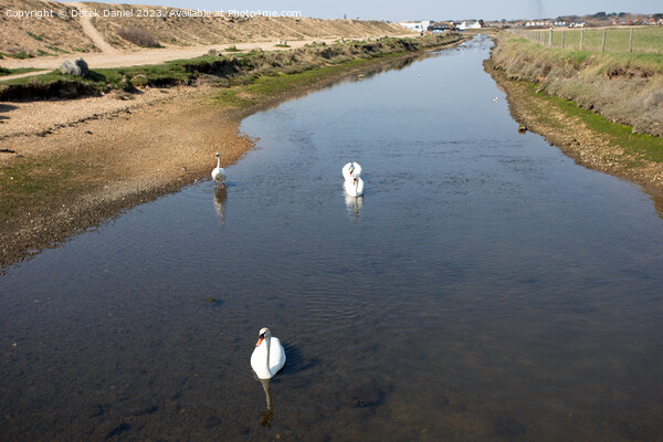 Majestic Swans on Sturt Pond Picture Board by Derek Daniel