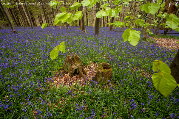 Enchanted Bluebell Forest Picture Board by Derek Daniel