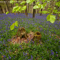 Buy canvas prints of Enchanted Bluebell Forest by Derek Daniel