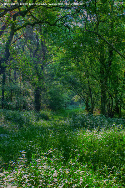 Enchanting Forest Walk Picture Board by Derek Daniel