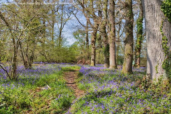 Tranquil Beauty of Bluebell Woods Picture Board by Derek Daniel