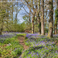 Buy canvas prints of Tranquil Beauty of Bluebell Woods by Derek Daniel