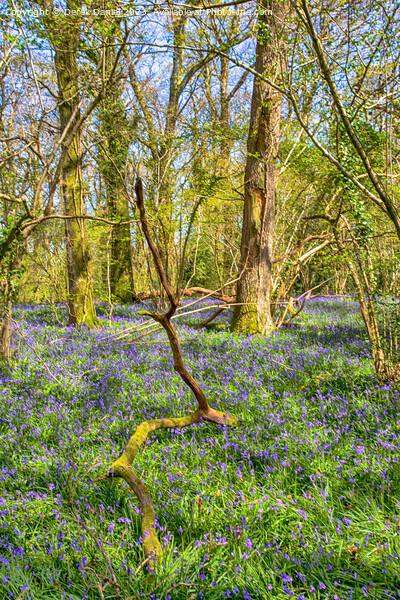Tranquil Bluebell Woodland in Pamphill Picture Board by Derek Daniel