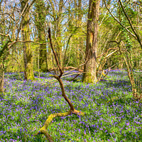 Buy canvas prints of Tranquil Bluebell Woodland in Pamphill by Derek Daniel