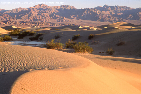Serene Sand Dunes at Sunset Picture Board by Derek Daniel