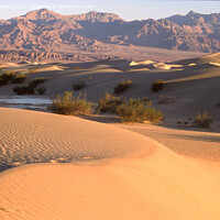 Buy canvas prints of Serene Sand Dunes at Sunset by Derek Daniel