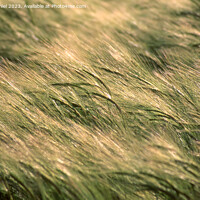 Buy canvas prints of Barley blowing in the wind by Derek Daniel