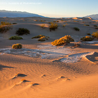 Buy canvas prints of Serene Sand Dunes at Sunset by Derek Daniel
