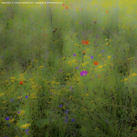 Buy canvas prints of Dreamy Meadow by Derek Daniel