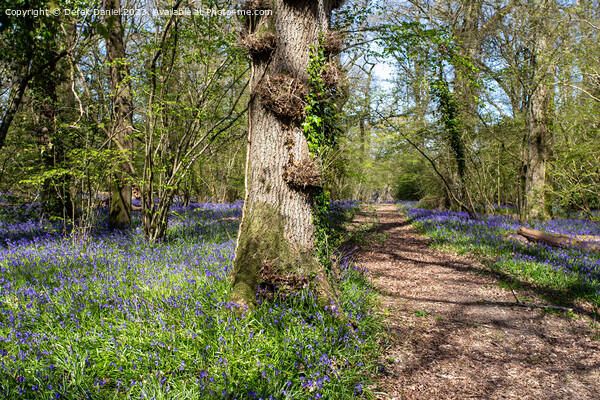 Bluebell Woodland in Pamphill Wood Picture Board by Derek Daniel