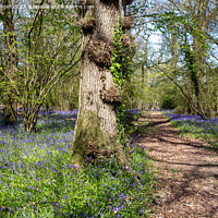 Buy canvas prints of Bluebell Woodland in Pamphill Wood by Derek Daniel