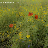 Buy canvas prints of Dreamy Meadow Flowers by Derek Daniel
