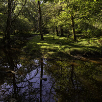 Buy canvas prints of tranquil scene in The New Forest by Derek Daniel
