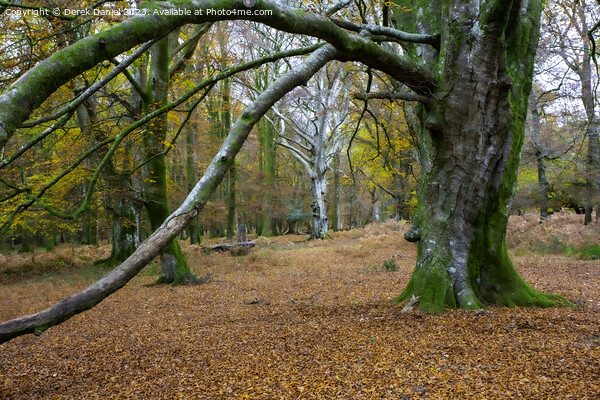 Enchanting Autumn Woodland Picture Board by Derek Daniel