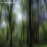 Buy canvas prints of Abstract Blurry Trees by Derek Daniel