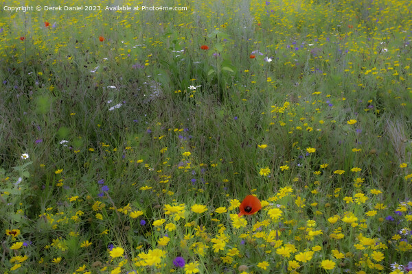 Dreamy Meadow Flowers Picture Board by Derek Daniel