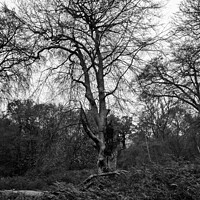 Buy canvas prints of A walk in The New Forest (mono) by Derek Daniel