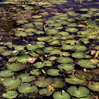 Buy canvas prints of Pond full of water lilies by Derek Daniel