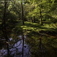 Buy canvas prints of Serene Autumn Stream in New Forest by Derek Daniel