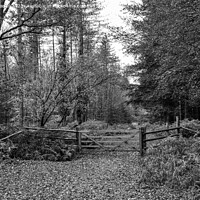Buy canvas prints of A walk in The New Forest (mono) by Derek Daniel