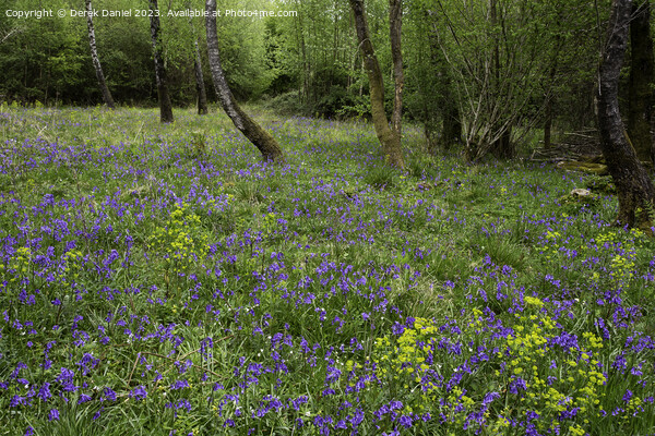 Garston Wood Bluebells Picture Board by Derek Daniel