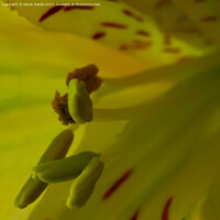 Buy canvas prints of "Ethereal Bloom: A Captivating Floral Close-up" by Derek Daniel