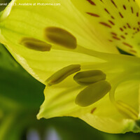 Buy canvas prints of "Radiant Blossom: A Captivating Close-Up of a Gold by Derek Daniel