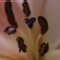 Buy canvas prints of Petal Perfection in Close-Up by Derek Daniel