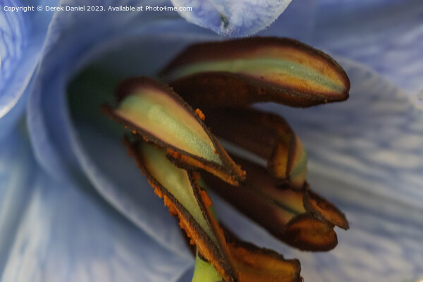 Ethereal Lily in Abstract Picture Board by Derek Daniel