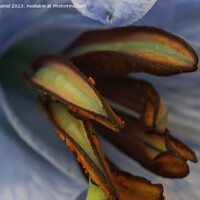 Buy canvas prints of Ethereal Lily in Abstract by Derek Daniel
