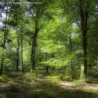 Buy canvas prints of The New Forest by Derek Daniel