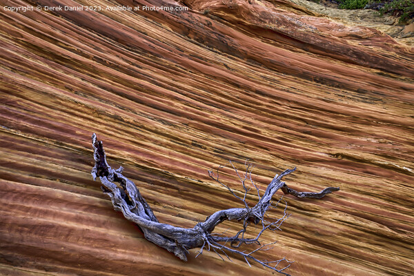 The Wonder Colours At South Coyote Buttes Picture Board by Derek Daniel