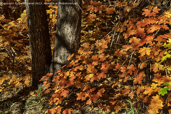 Autumn colours in Oak Creek Canyon, Sedona Picture Board by Derek Daniel