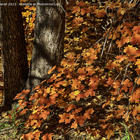 Buy canvas prints of Autumn colours in Oak Creek Canyon, Sedona by Derek Daniel