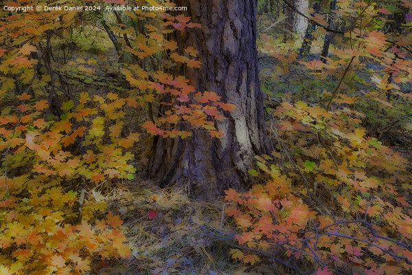 Autumn colours in Oak Creek Canyon, Sedona Picture Board by Derek Daniel