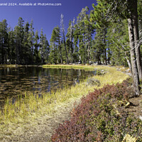 Buy canvas prints of Beaver Pond, Lundy Canyon by Derek Daniel