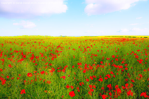 Poppy field Picture Board by Derek Daniel